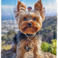 Yorkshire Terrier Yorkie in the Mountains Plush Fleece Blanket