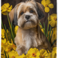 Lhasa Apso Plush Fleece Blanket