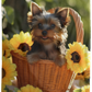 Yorkshire Terrier Yorkie in Basket Plush Fleece Blanket