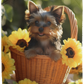 Yorkshire Terrier Yorkie in Basket Plush Fleece Blanket