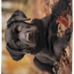Black Labrador Retriever Plush Fleece Blanket