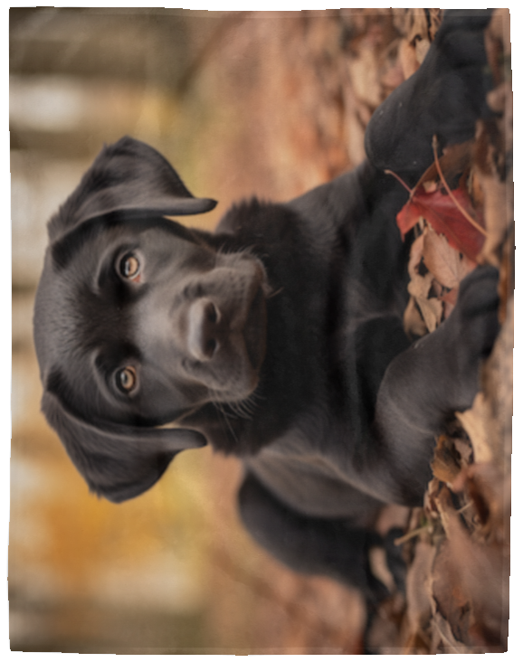 Black Labrador Retriever Plush Fleece Blanket